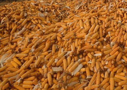 玉米水分測量儀 玉米水分測量儀