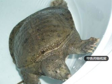 甲魚藥物殘留 甲魚藥物殘留