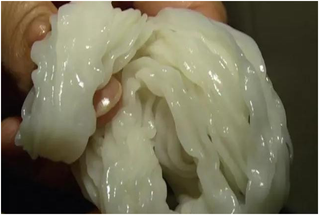 毒腸粉 毒腸粉