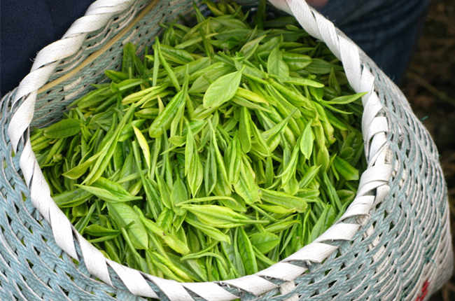 茶葉農殘檢測 茶葉農殘檢測