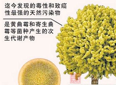黃曲霉毒素 黃曲霉毒素